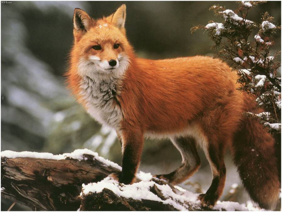 red_fox_wallpapers_1.jpg